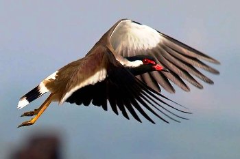 Mangalajodi Bird Sanctuary